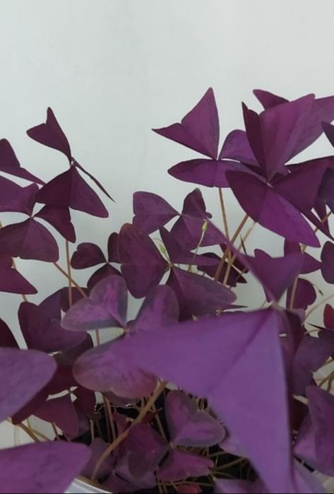 Продам цветок бабочки