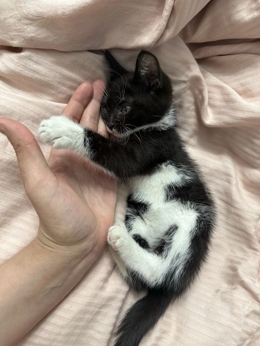 Отдам котенка в добрые руки