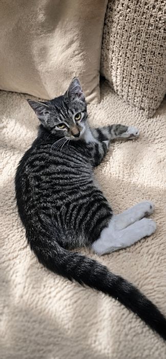Котенок мальчик 4 мес