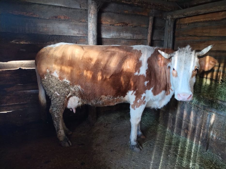 Продам корову на мясо