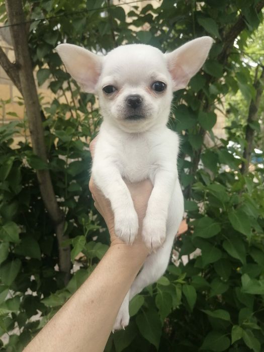 Продам шикарных щенков чихуахуа