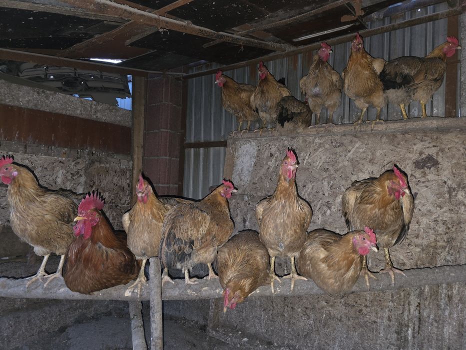 Тауықтар таза қанды