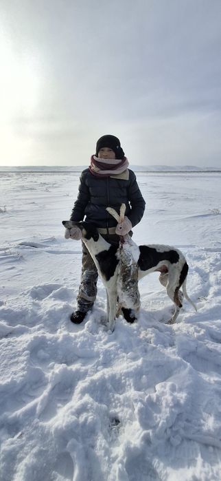 Сатылатын хорти.