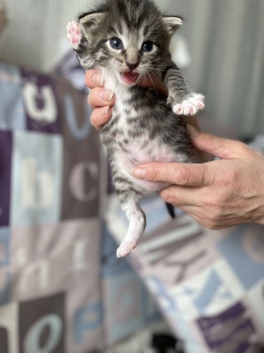 Отдам очаровательных котят