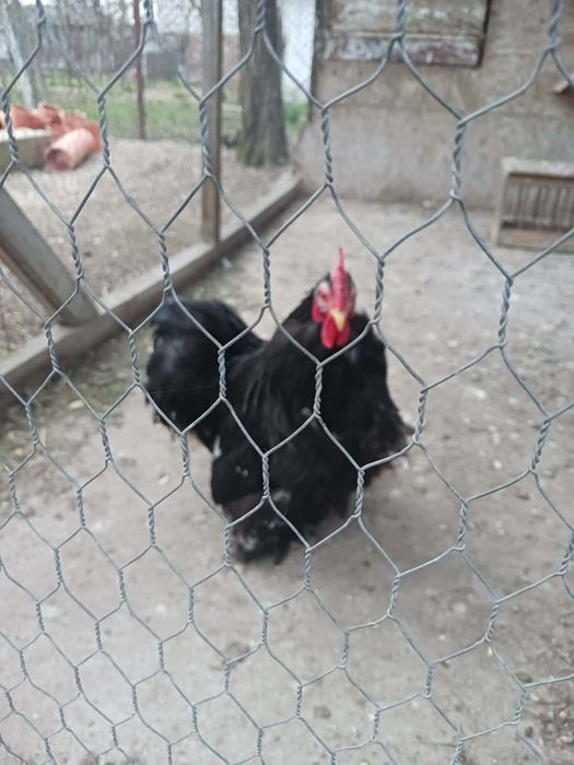 De vânzare cocoși și găini pitici!