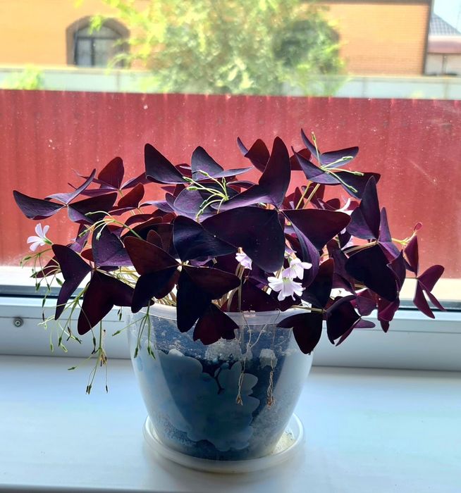 Комнатные цветы-Оксалис