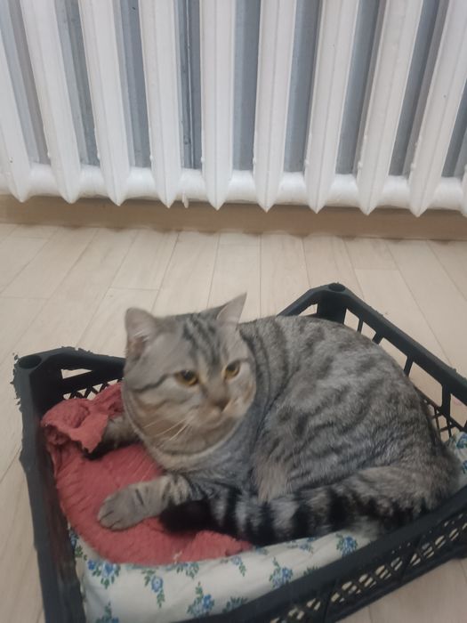 Шотландка Скоттиш Страйт