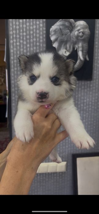 Мальчики и девочки хаски