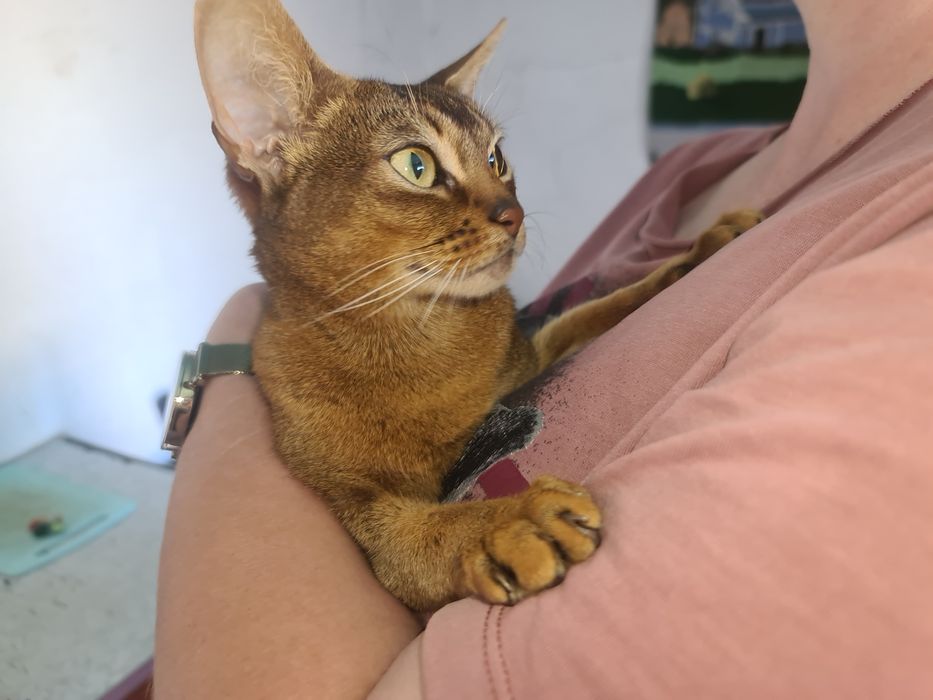 Абиссинская кошка