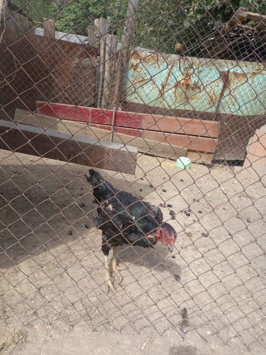 Корец қораз сатылады тауығы мен.