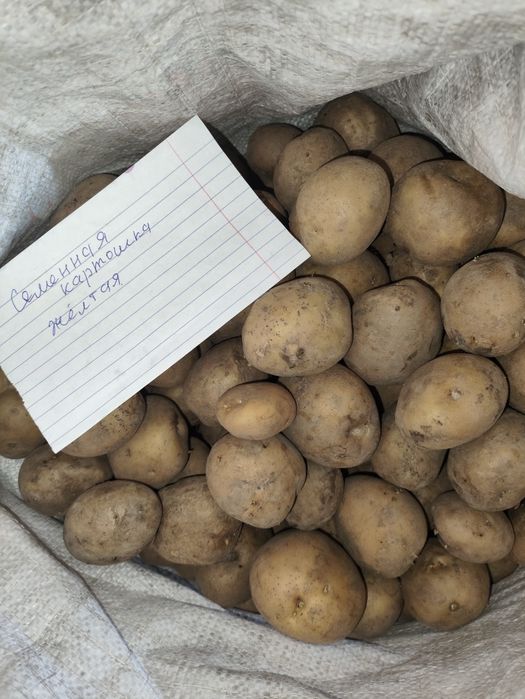 Продам картошку едовую, семенную