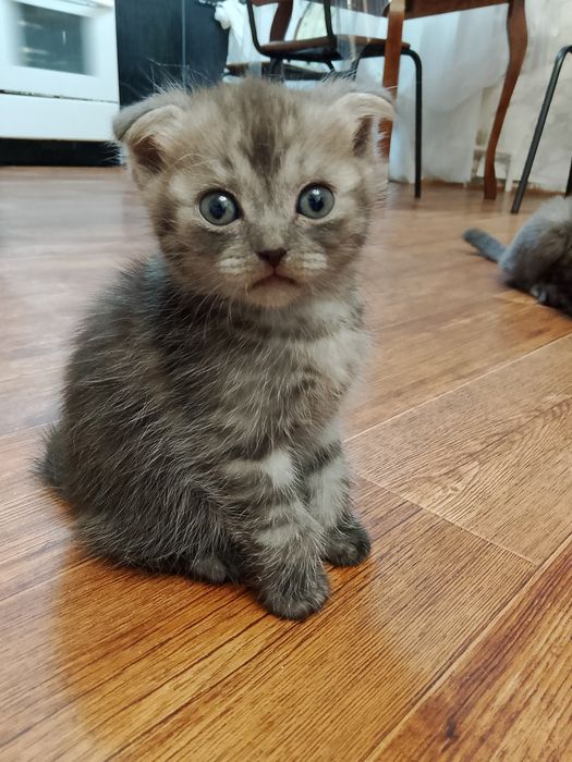 Продам котят вислаухих