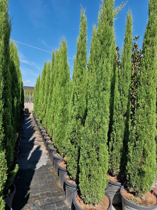 Chiparos de totem, sempervirens, tuia, cupressocyparis etc