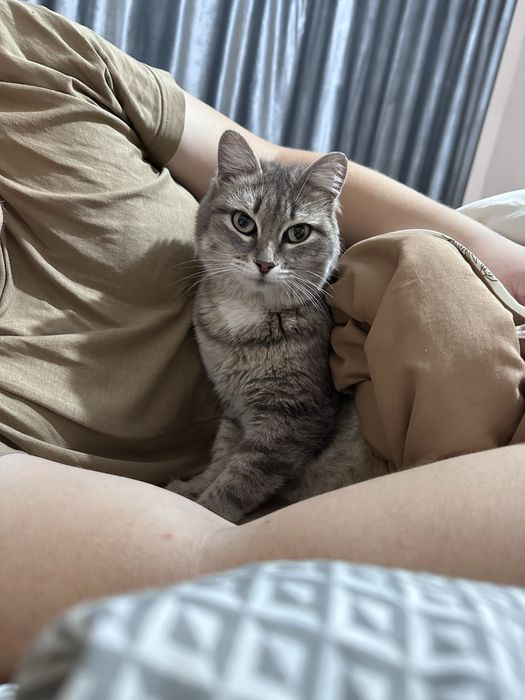 Отдам кошку в добрые руки