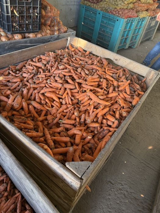 Vand morcov pentru animale