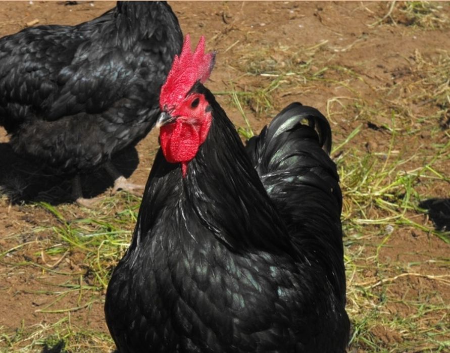 Qora Shaxzoda tuxumi jojasi