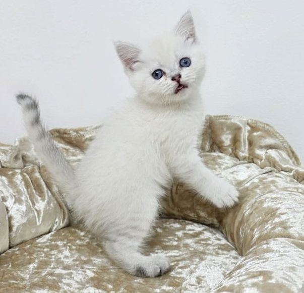 Котятки от 80 тыс и выше