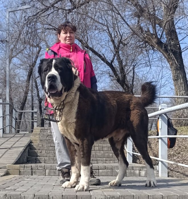 Кобель Алабайчик .
