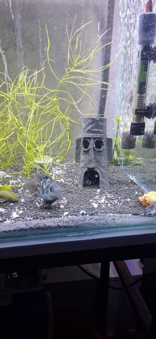 Аквариум ва баликлар сотилади