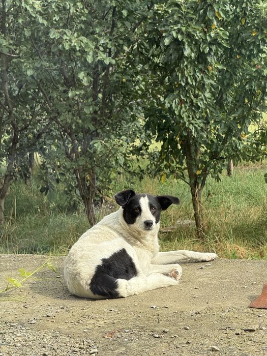 Catei Adoptie Sterilizati