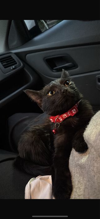 Отдам котика в добрые руки БЕСПЛАТНО