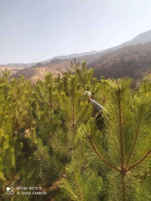 Продам крымские сосны.