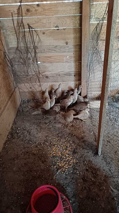 Vand fazani aurii pe roșu