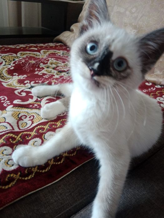 Дам бесплатно кошку