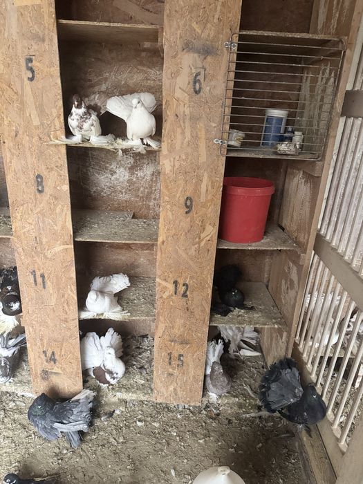 De vânzare voltati indieni