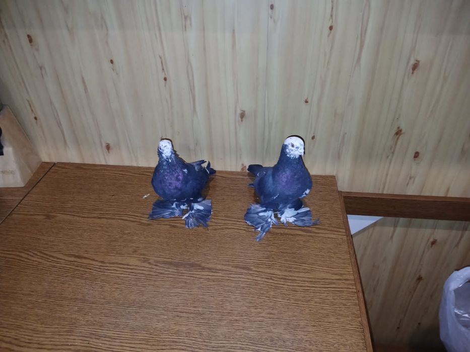 Продам голубей порода сочи