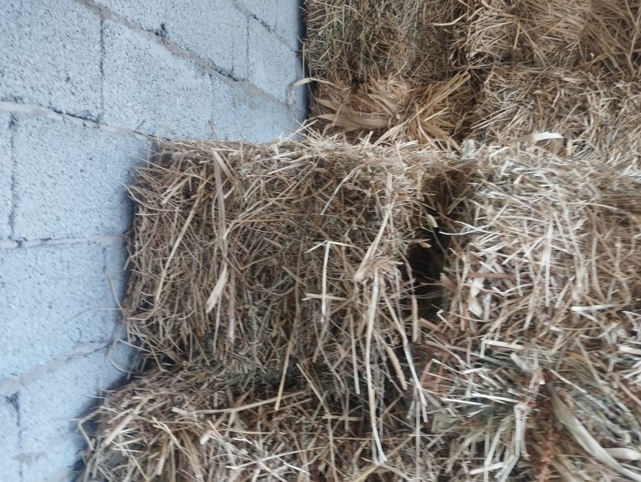 Прес шоп сатылады