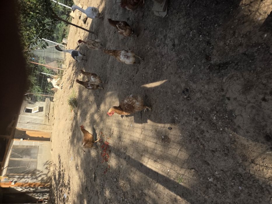 Gaini de rasa ouătoare