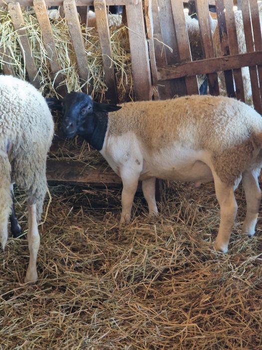 Se vinde un berbec dorper si un berbec patata olandeza
