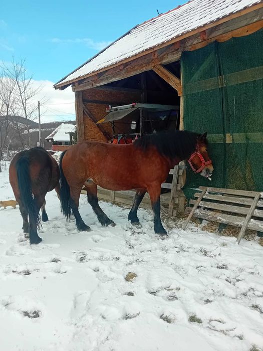 Iapa cu mănz de vânzare