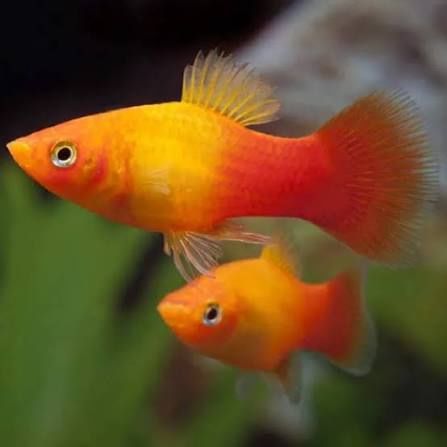 Пецилия    Сансет