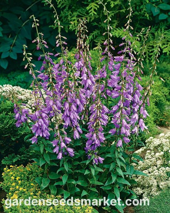 Продам цветы для сада