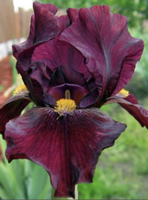 Ирисы многолетники