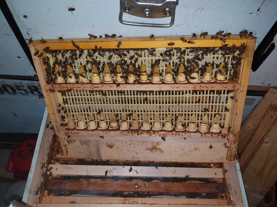 Matci /Regine  Carnica Sklenar Precomenzi pentru anul 2023