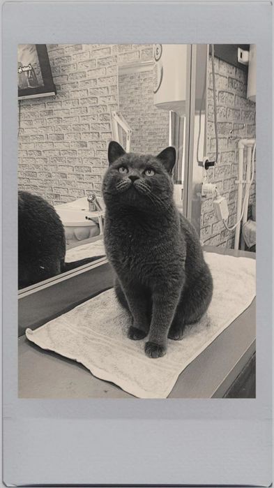 БРИТАНСКАЯ КАРОТКОШЕРСТНАЯ
1 год ему
Пол мужика
Для вязки 
Вязка
Не пр