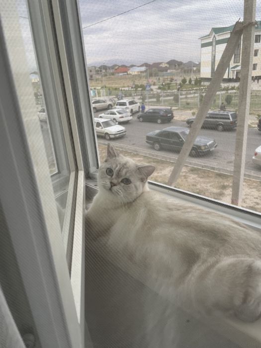 чистокровная британка