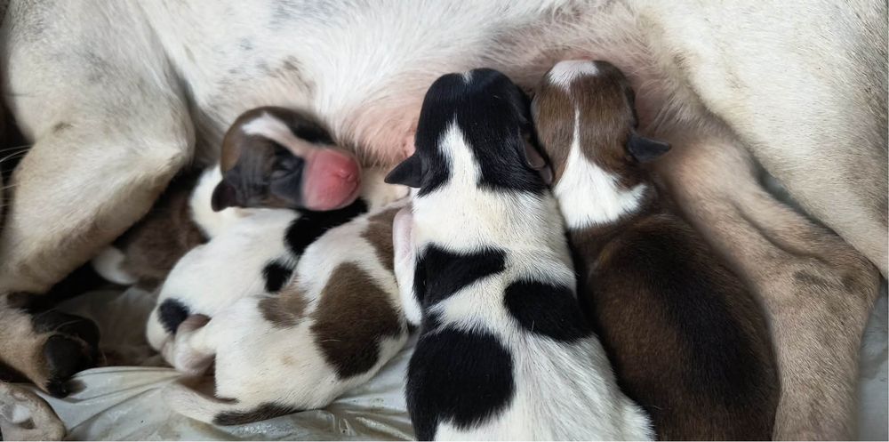 Джак ръсел смес с баща кафяв пинчер 5 кучета 3 мъжки 2 женски