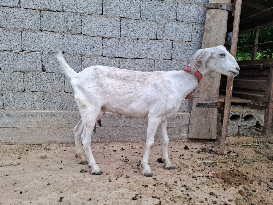 Ешкі парода нупь