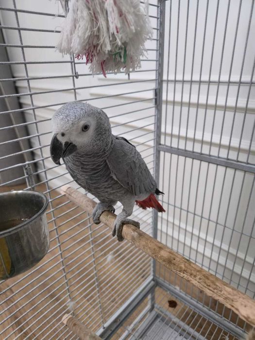 продам два попугая говорящие с подарками попугай