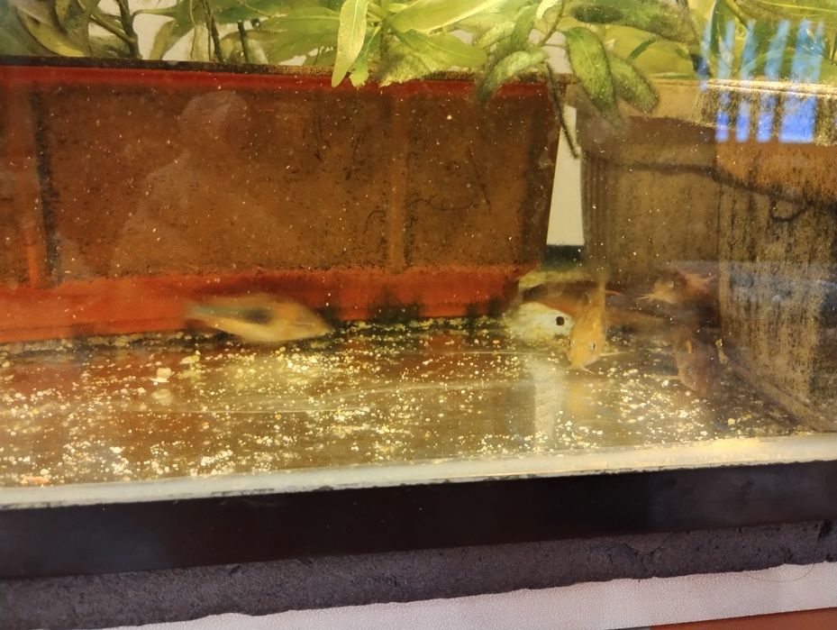 Декоративни рибки