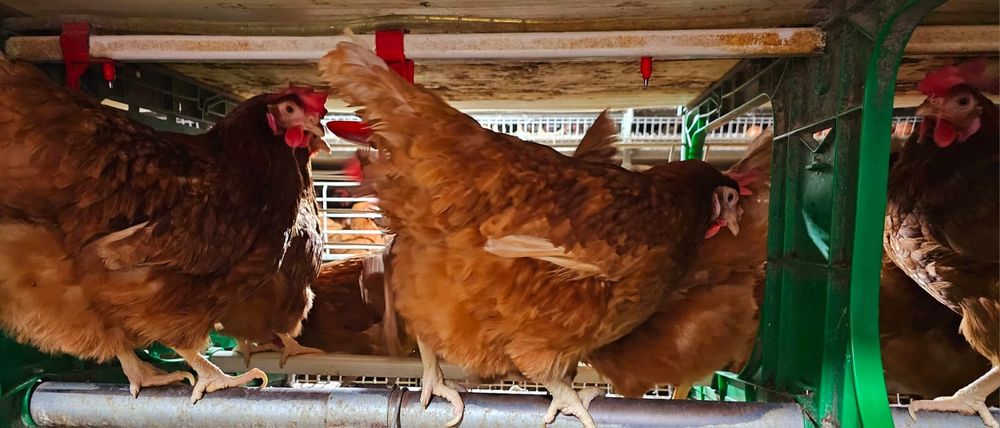 Găini tinere de oua