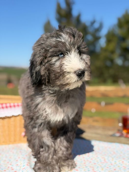 Bernedoodle/ Labradoodle
