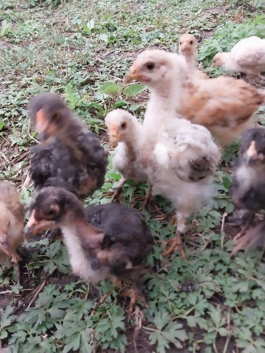 Продам цеплят бролерных.