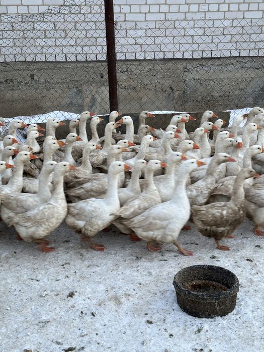 Қаз сатамын домашний