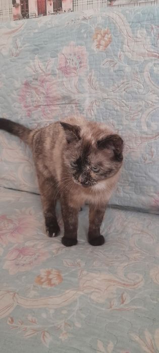 Отдам Кошку в хорошие руки
