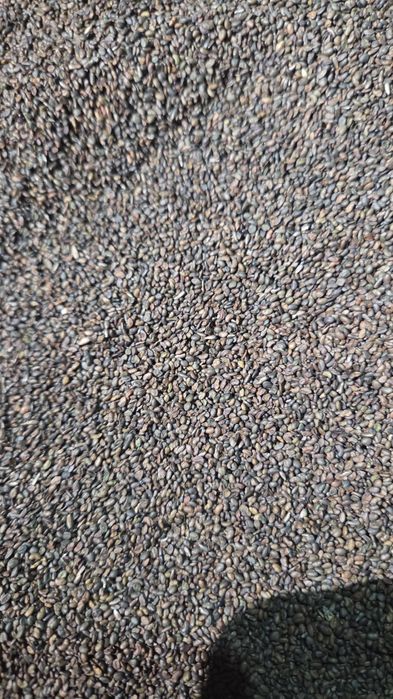 Жоңышқа ұрық сатылады